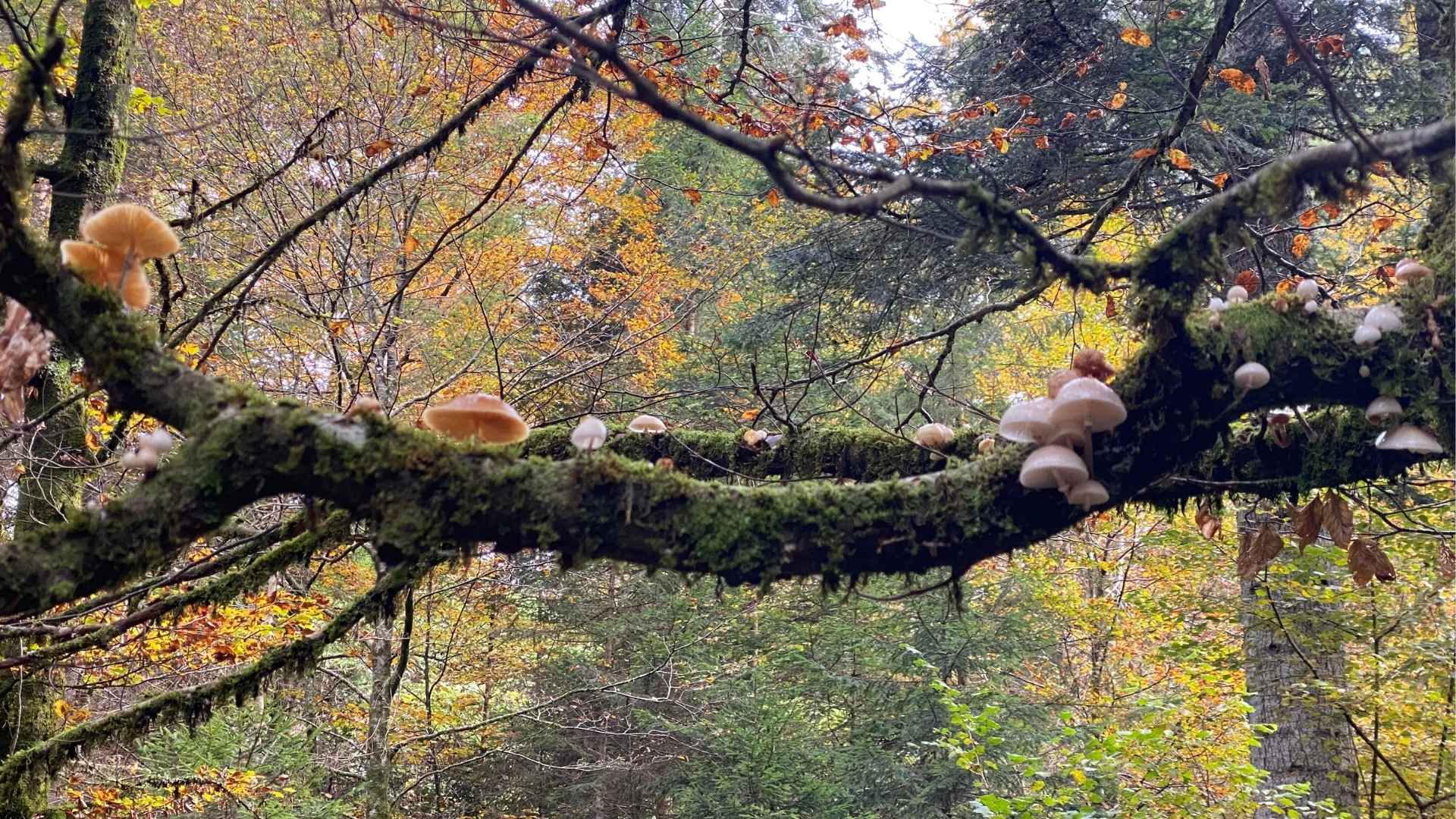sentieri degli abeti giganti funghi