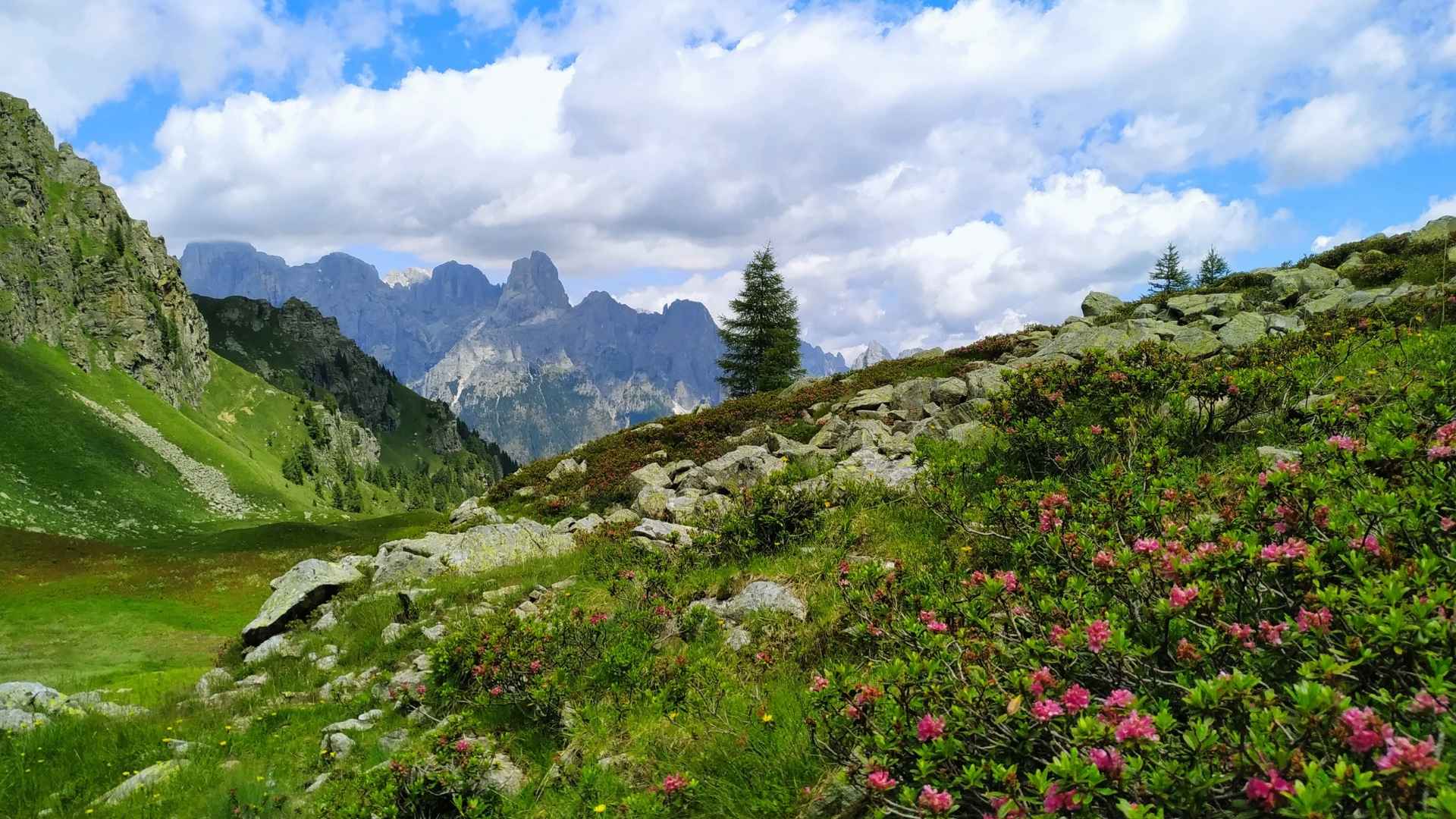 Lago Pisorno rododendro